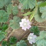 Malva neglecta a Rivoli (Foto D. Shaw)